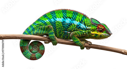 Vibrant Chameleon with Green Blue and Red Scales Perched on a Branch isolated on a transparent background