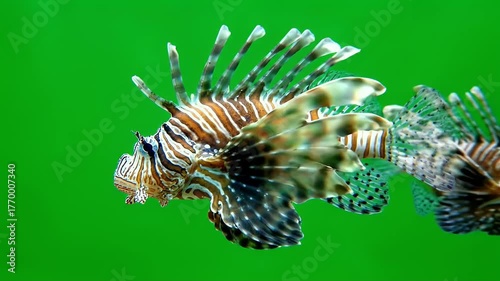Lionfish Pair Swimming in Aquarium - Exotic Tropical Fish