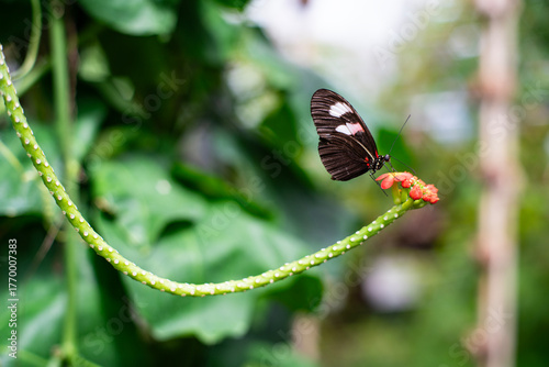 butterfly on a flower