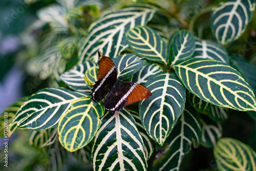 butterfly on a leaf