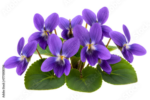Small bouquet of fresh purple wild violet spring flowers isolated on a transparent background
