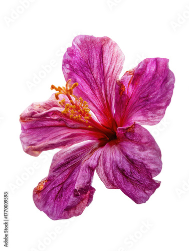 Pink hibiscus blossom with yellow stamen isolated on black