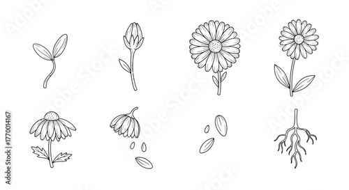 flower life cycle diagram of a daisy showing growth from sprout bud bloom wilting seed dispersal and root formation.