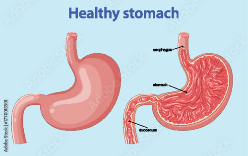 Healthy Human Stomach Anatomy Cross-Section Medical Illustration