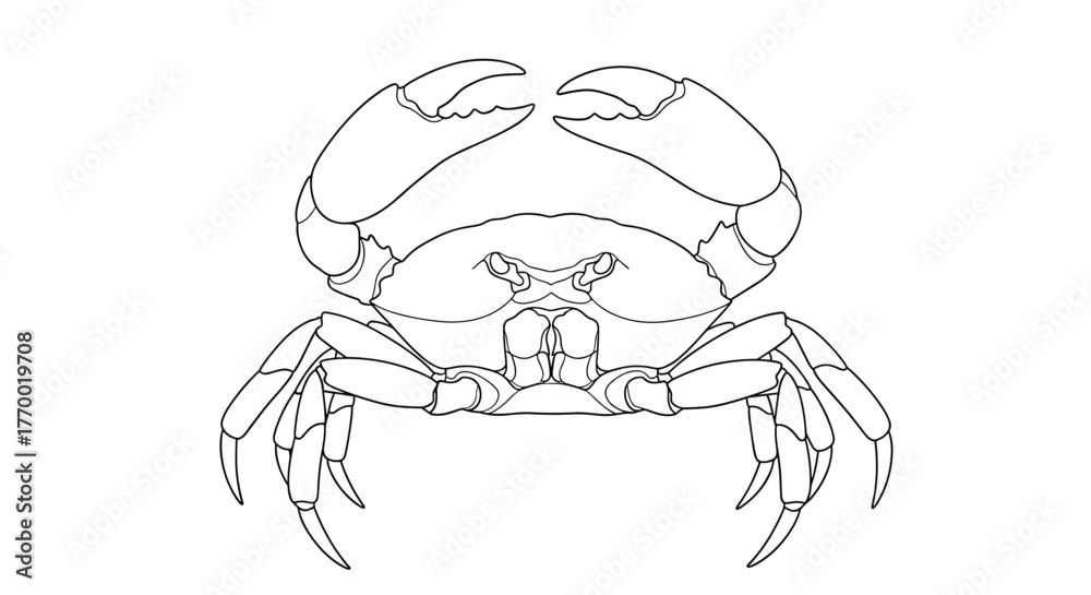 Fototapeta premium Detailed black and white line art illustration of a crab, front view, with its large claws raised, isolated on a white background.