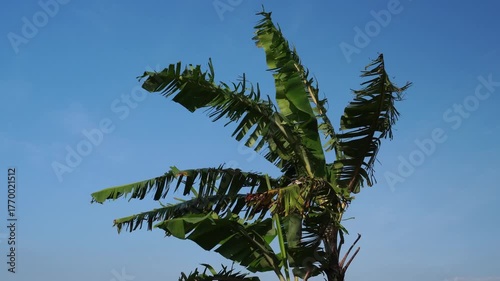 Banana Leaves Sky Dance