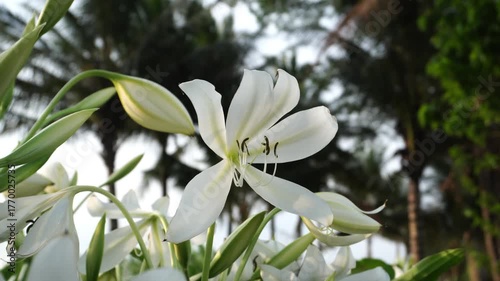 Sway of Crinum Lily Blossoms