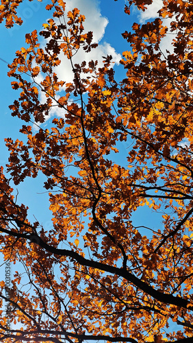 View of the city park in autumn
