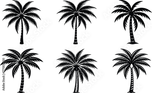 Coconut with coconuts palm tree are Perennial plant and fruit, coconut bunch on uprisen angle, fragrant coconut, Young Nam-Hom coconut for drinking
