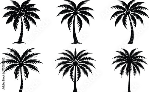 Coconut with coconuts palm tree are Perennial plant and fruit, coconut bunch on uprisen angle, fragrant coconut, Young Nam-Hom coconut for drinking
