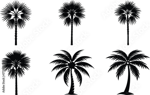 Coconut with coconuts palm tree are Perennial plant and fruit, coconut bunch on uprisen angle, fragrant coconut, Young Nam-Hom coconut for drinking
