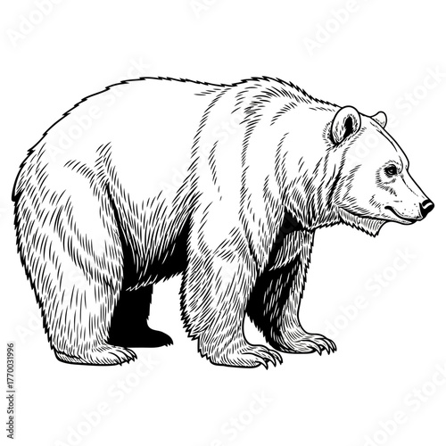 black and white engraving style illustration of an aggressive grizzly bear