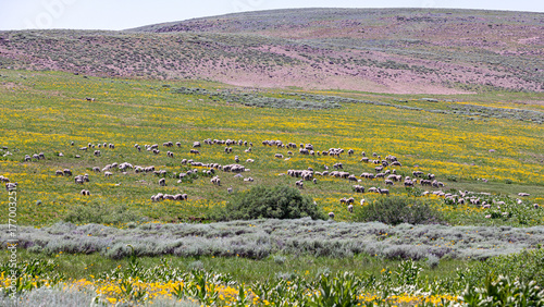 Sheeps on a green pasture at the top of Steens Mountains, Oregon