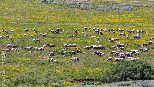 Sheeps on a green pasture at the top of Steens Mountains, Oregon