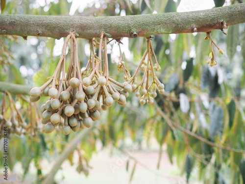 Buds of durian flowers is growing up on durian tree. King of fruits