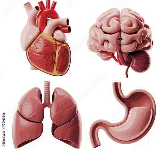 Realistic 3D Human Organ Set: Heart, Brain, Lungs, and Stomach VectorRealistic 3D Human Organ Set: Heart, Brain, Lungs, and Stomach Vector