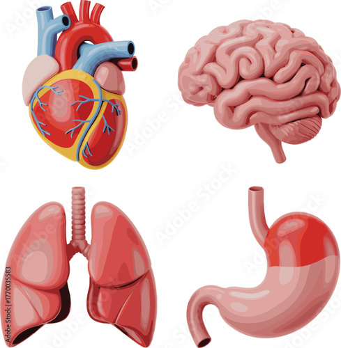 Set of 3D Human Internal Organs Heart Brain Lungs Stomach VectorSet of 3D Human Internal Organs Heart Brain Lungs Stomach Vector