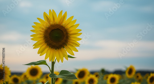 pink and white dahlia