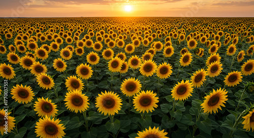 pink and white dahlia