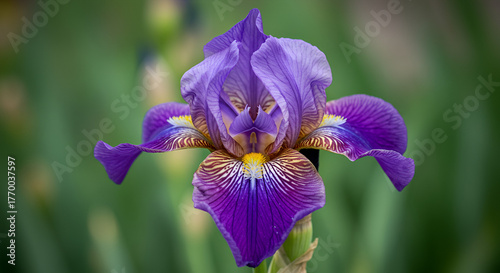 pink and white dahlia