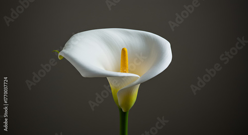 pink and white dahlia