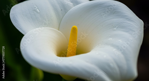 pink and white dahlia