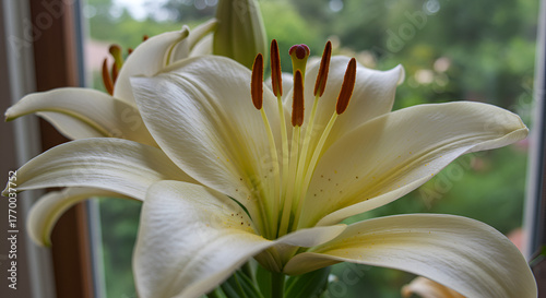 pink and white dahlia