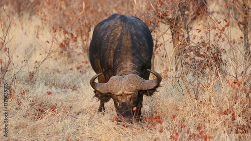 A large African buffalo bull (Syncerus caffer) feeding in natural habitat, Kruger National Park, South Africa