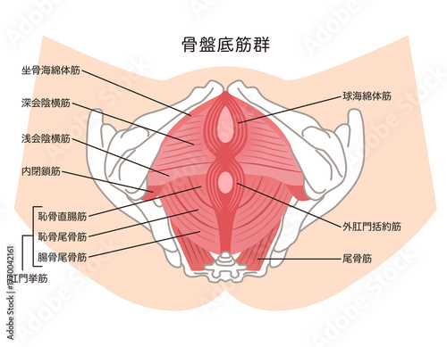 骨盤底筋群　骨盤の筋肉の仕組み