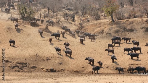 A large herd of African buffaloes (Syncerus caffer) walking in natural habitat, Kruger National Park, South Africa