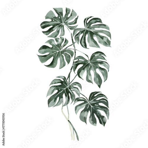 Watercolor illustration tropical monstera deliciosa leaves foliage split leaf houseplant jungle drawing element