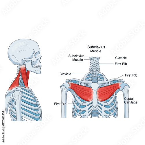 Anatomical Illustration of Human Pectoralis Major Muscles and Clavicle Bone with Detailed Labeling of Subclavius Muscle and First Rib