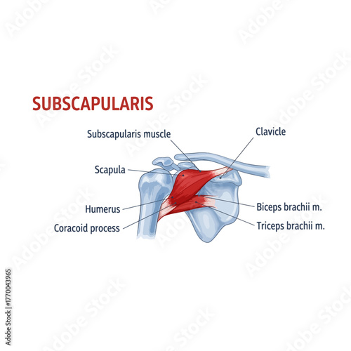 Anatomical Illustration of the Subscapularis Muscle a Key Rotator Cuff Muscle in the Human Shoulder Joint