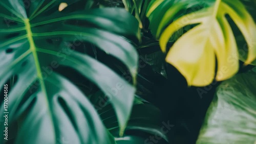 Monstera Leaves Swaying Gently in Dark Indoor Setting