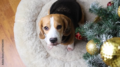 A beagle dog sits under a Christmas tree. The concept of New Year and Christmas.