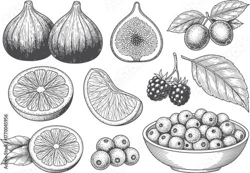Collection of hand drawn botanical illustrations of ripe figs and berries in various stages of preparation and presentation