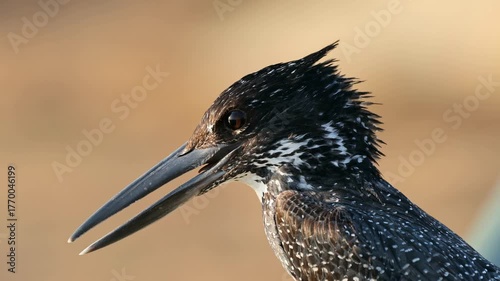 Portrait of an alert giant kingfisher (Megaceryle maxima), Kruger National Park, South Africa