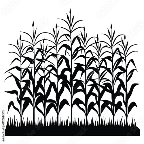 A black silhouette of a thanksgiving corn field
