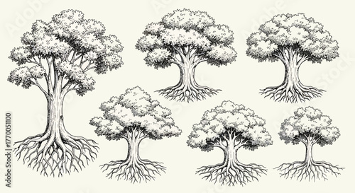 Detailed Hand-Drawn Tree Illustrations with Intricate Root Systems - Vintage Engraving Style Set
