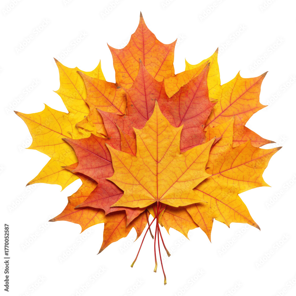 Obraz premium Close-Up of Assorted Fall Maple Leaves Isolated on Transparent PNG Background.