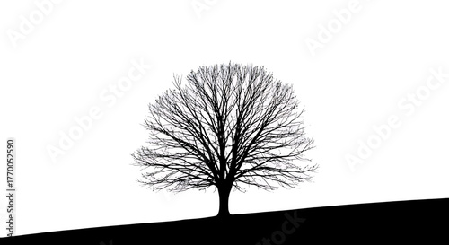 Majestic Bare Tree Silhouette Standing Alone on a Sloping Hill Against a Stark White Background.