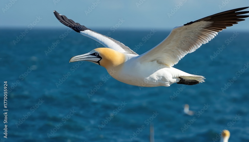 Obraz premium Great northern gannet flies above the blue sea. Seabird soars in sky with spread wings. Wild bird fly freely in wildlife habitat over ocean water surface.