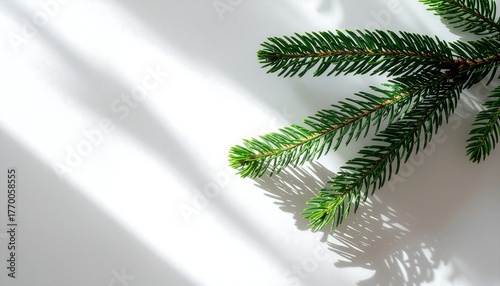Close-up of a dark green spruce branch casting a shadow on a white background with natural light