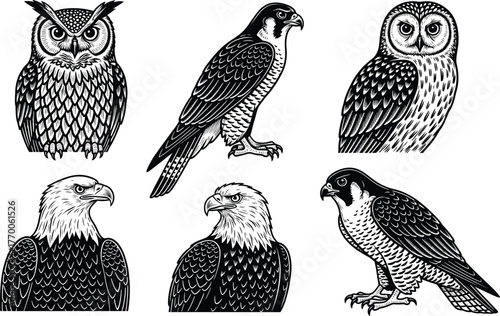 Birds of prey vector, owl, eagle, falcon illustration, black and white engraving style, raptor clipart, detailed feathers, wildlife silhouette art