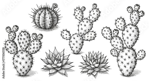 Detailed Hand-Drawn Prickly Pear Cactus Set - Vintage Botanical Ink Illustrationsayaeru 