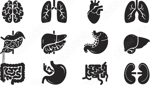 A detailed vector illustration showcases various human internal organs, including the brain, lungs, heart, liver, stomach, and intestines, in a clean, minimalist style.