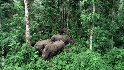 Group of large, thick-skinned mammals moving through dense jungle foliage