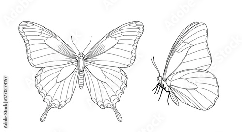 Black and white line art illustrations of butterflies, featuring both a top view with spread wings and a side view with folded wings.