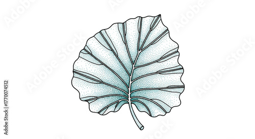 Stylized botanical drawing of a large leaf, featuring a striking venation pattern and a subtle stippled texture in teal.