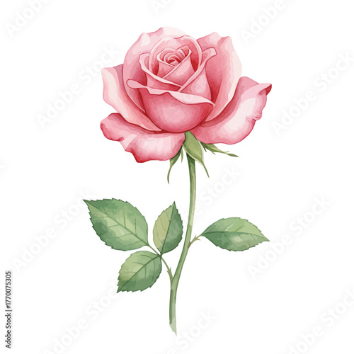 Pink rose with stem and leaves